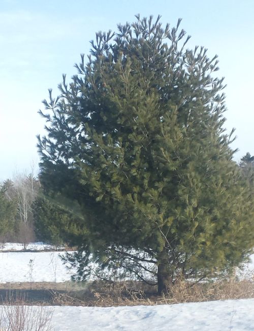 Open grown eastern white pine deformed by repeated weevil attacks