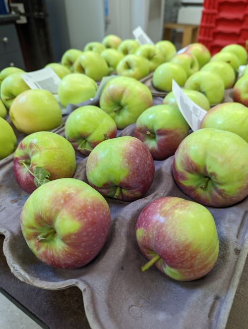 Apples in a tray.