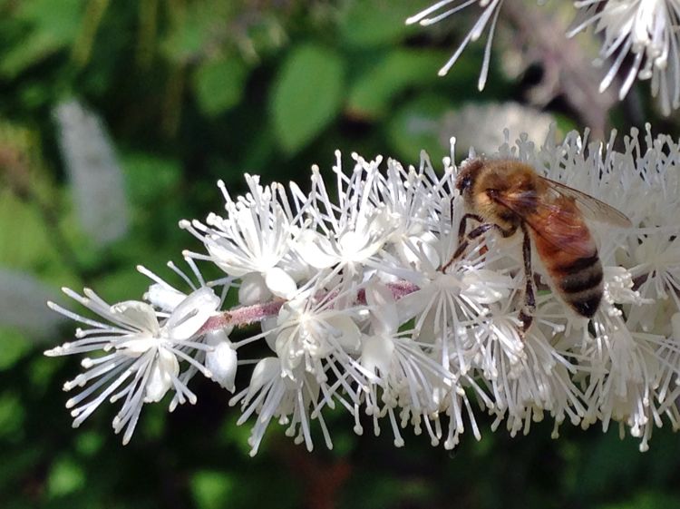 Bee on snakeroot.