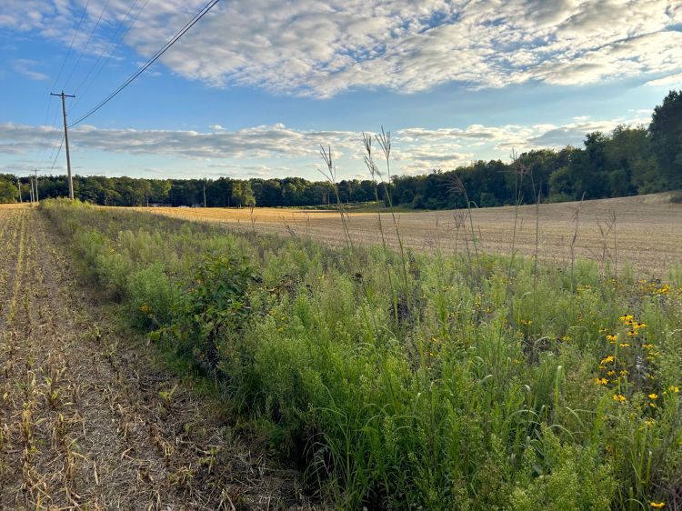 Strips of tall grasses in an otherwise empty field.