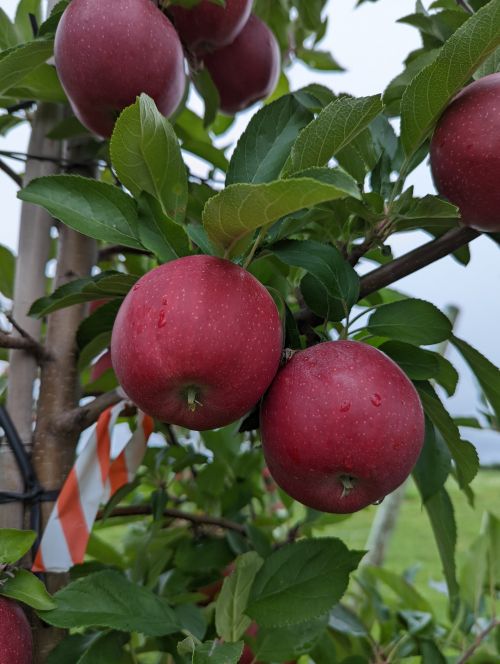 Gala apples in Sparta, MI on Sep.5, 2022.