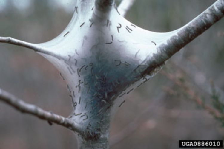 Eastern tent caterpillar. Photo credit: Tim Tigner, Virginia Department of Forestry, bugwood.org