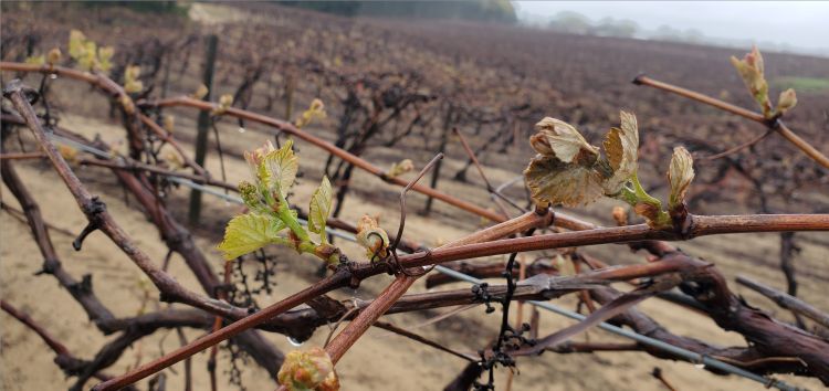 Cold-damaged grape clusters in a vineyard.