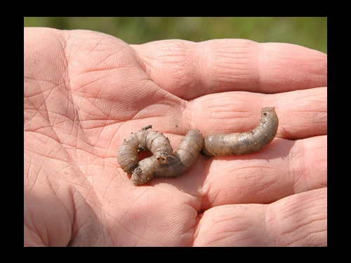 Three Cranefly larvae in hand