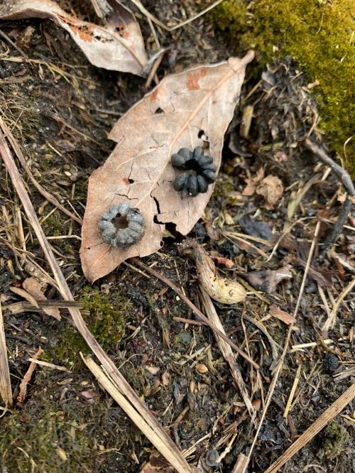 Close up of mummy berry pumpkins on leaf.