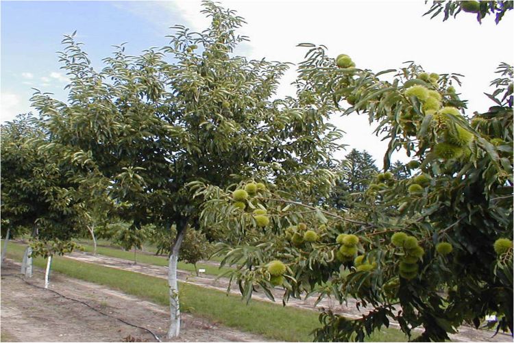 Chestnut trees painted white