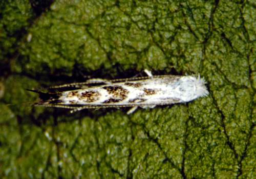 Adult has narrow, white forewings with gray-black and brown markings apically; wing margins are fringed with long hairs. 