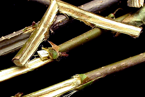 Trees may have dark streaks in the sapwood.