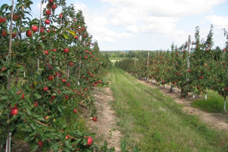 Apple orchard