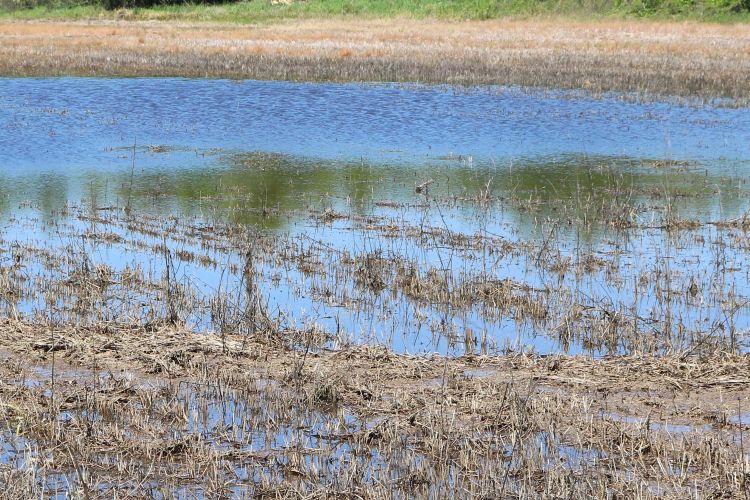 flooded field of crops