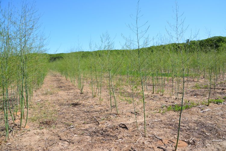 Asparagus fern