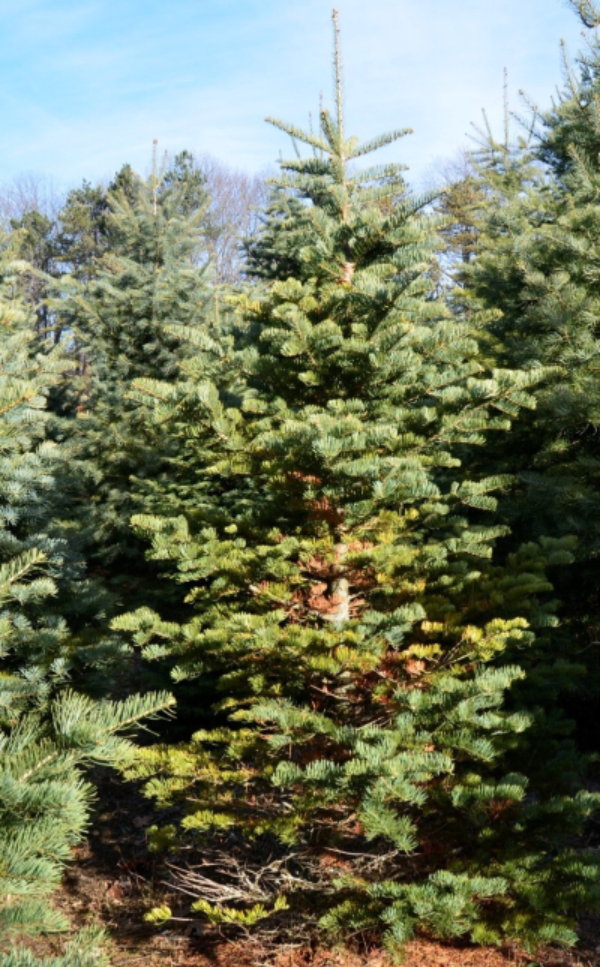 White fir (Abies concolor)