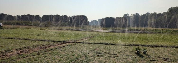 Irrigation system spraying water across a flat field, with visible arcs of water misting over low vegetation and bare ground under clear skies.