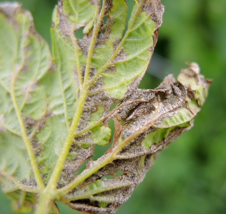 The downy mildew pathogen producing spores on the underside of a hop leaf. All photos: Erin Lizotte.