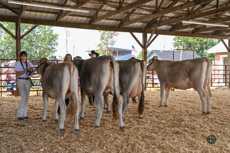 A group of Brown Swiss cows in a show ring.