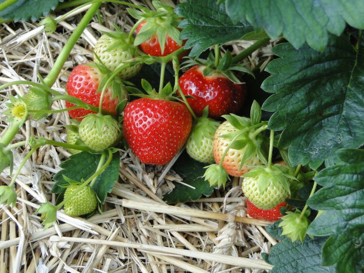 Strawberries