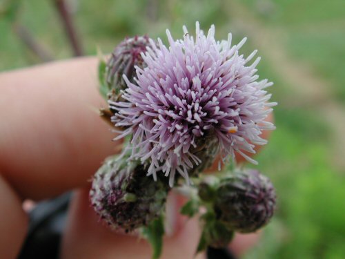  canada thistle3.jpg 