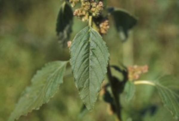 redroot pigweed