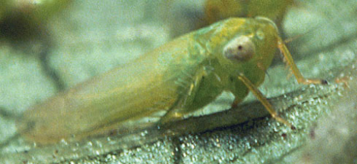  Adult potato leafhopper. 