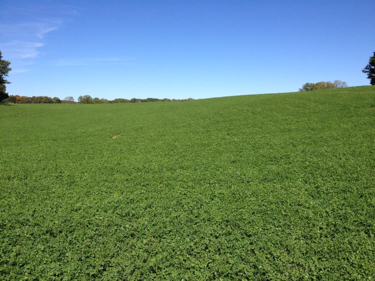 Red clover used as a cover crop.