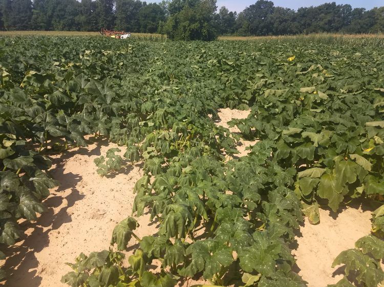 Heat stress in pumpkin