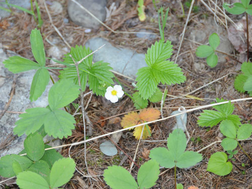  wild strawberry1.jpg 