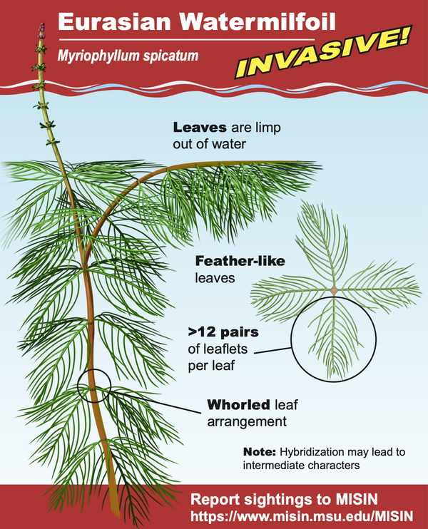 Cover image shares diagram of the invasive aquatic plant, Eurasian Watermilfoil. Diagram shows an aquatic plant with feather-like leaves that make whorled arrangements. 12 or more pairs of leaflets are present per leaf. Out of the water, leaves appear limp.