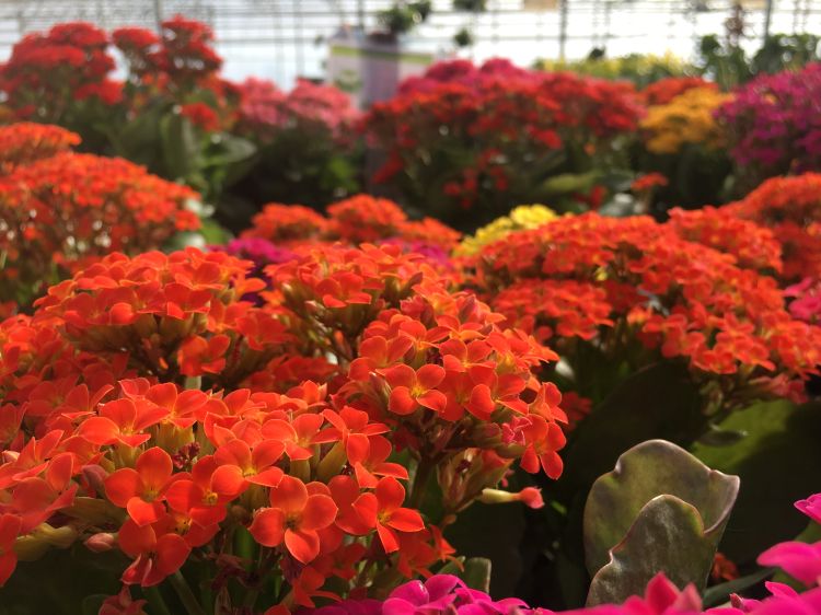 Flowers in a retail garden center