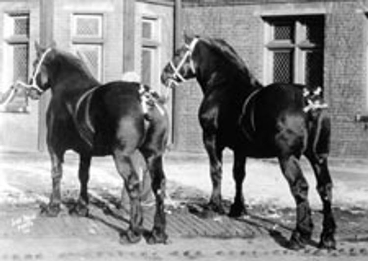 A black and white historical photo of two Percheron draft horses.