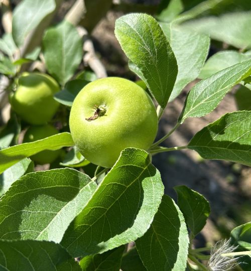 A green apple.