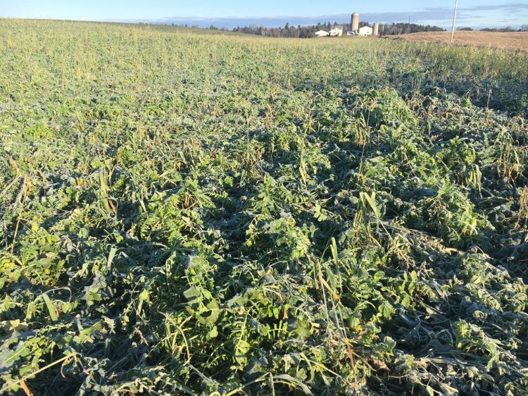 Cover crop field