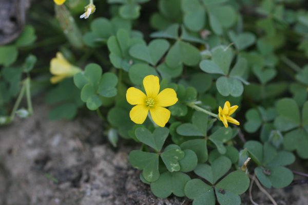 yellow woodsorrel