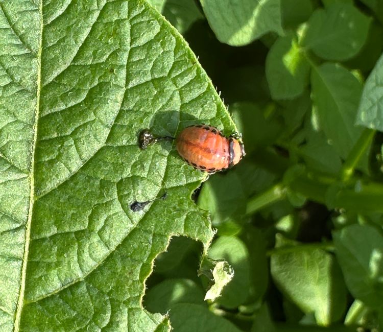 A small red beetle larva feeding on the leaf of a plant.