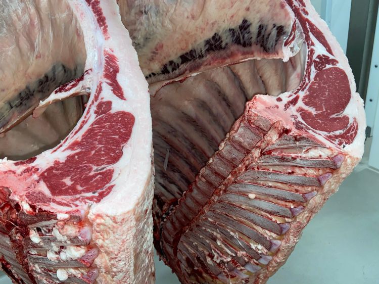 Beef carcass