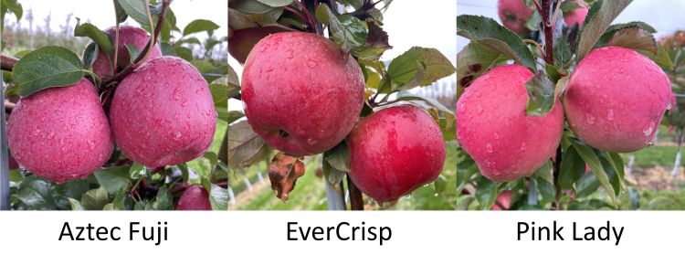 Different apple varieties.