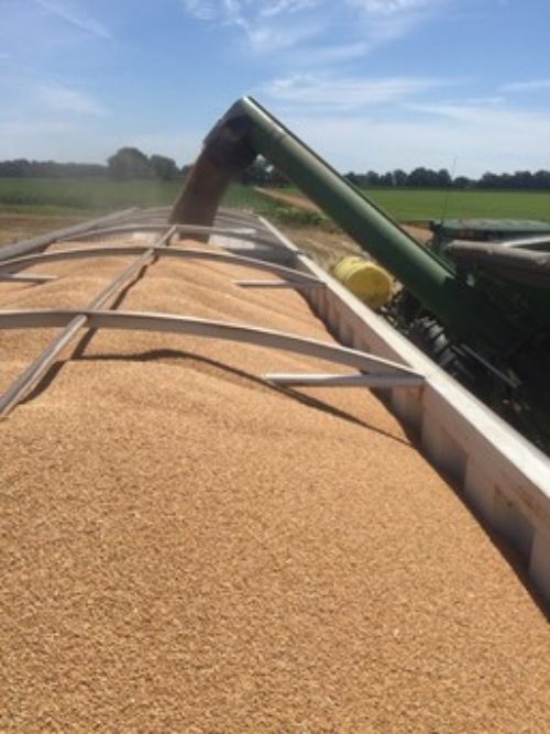 Wheat in bin