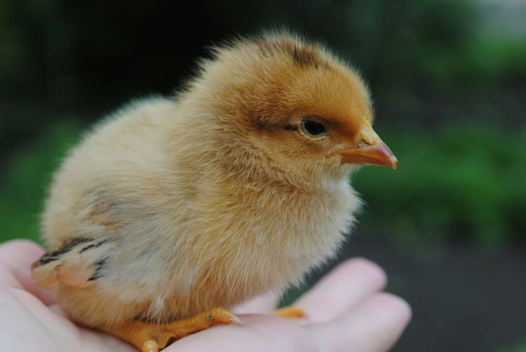 A person holds a baby chick in their hand. The chick is very small and has yellow feathers.