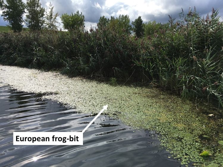 A picture of a lake with an invasive plant