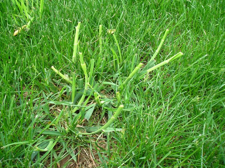Closeup of an orchardgrass weed growing amongst turfgrass.