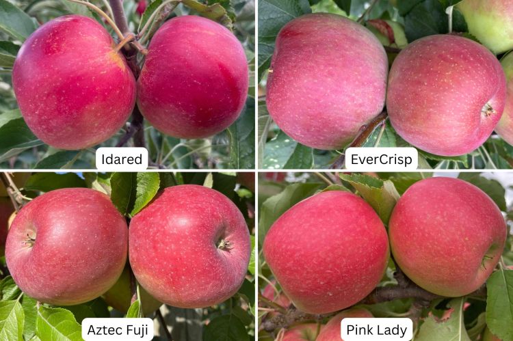 Four images of red apples labeled Golden Delicious, Evercrisp, Aztec Fuji and Pink Lady.