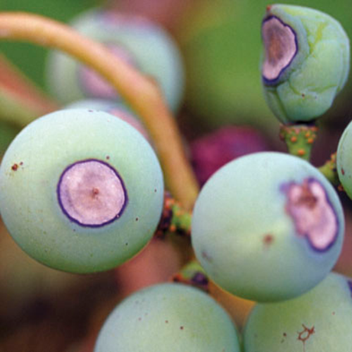  Bird’s eye spots on berries. 