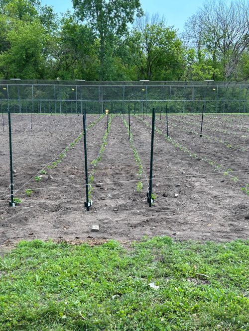 A segment of the Monroe County Jail edible garden in early growing season.