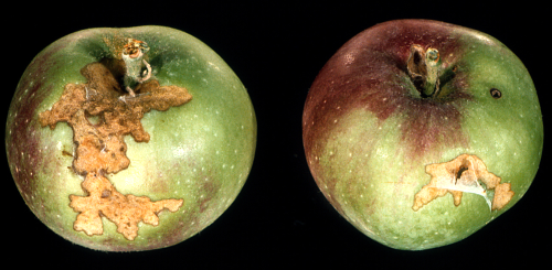 Fruit damage.