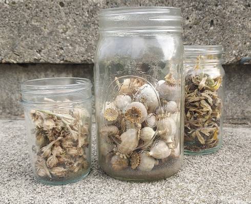 Seeds in jars