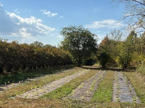 Native planting started within a blueberry farm.