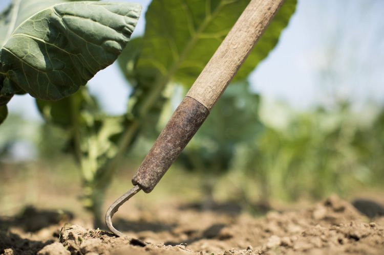 A garden hoe digs into the soil.