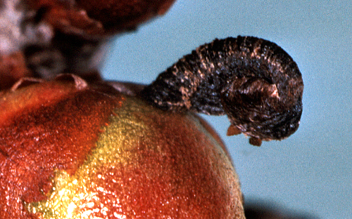 Pistol casebearer larva builds a case that is curled at the end, resembling a pistol handle.