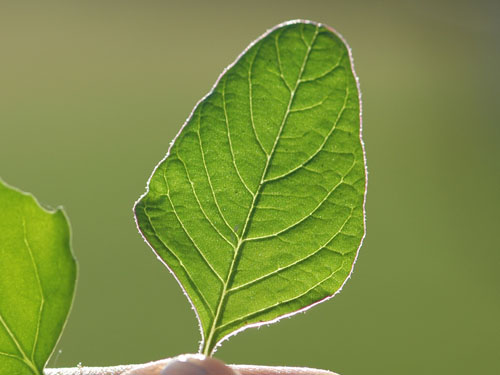  Redroot Pigweed3.jpg 