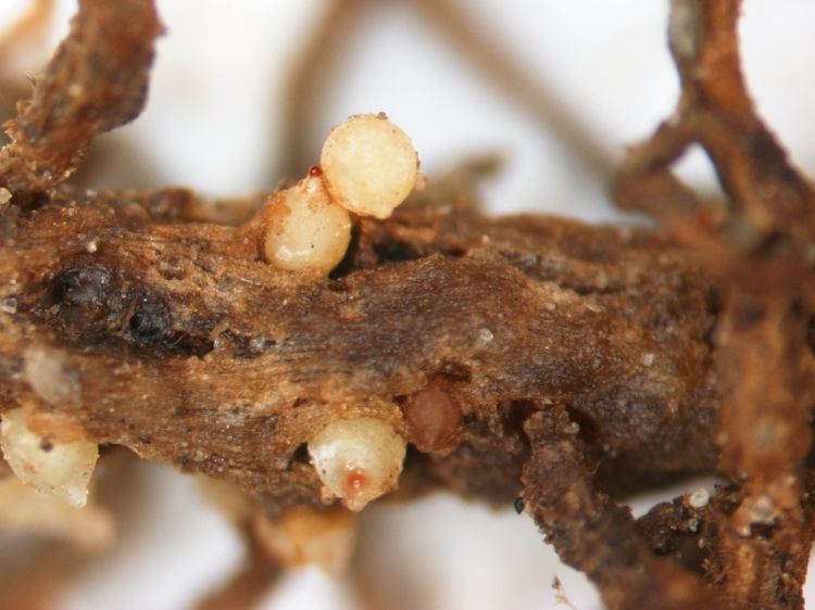 Soybean roots with soybean cyst nematode