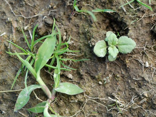  henbit4.jpg 